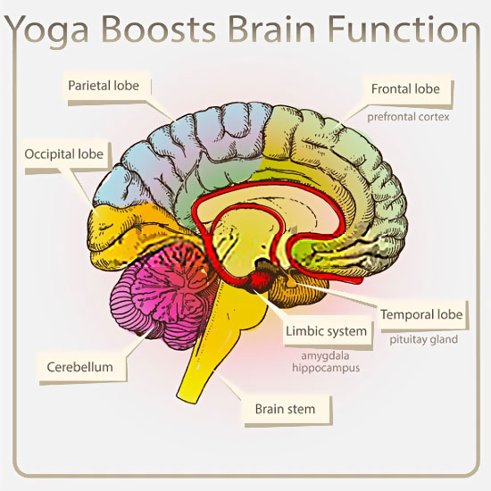 Yoga Boosts Brain Function